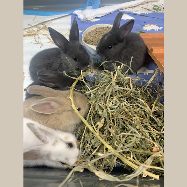 Photo of Bunilla Ice
