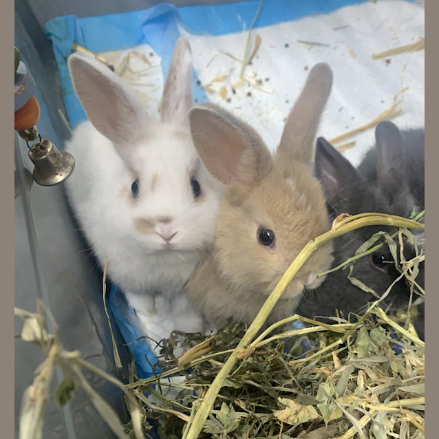 Photo of Bunilla Ice