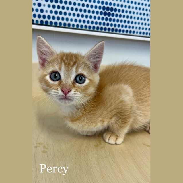 Photo of Percy