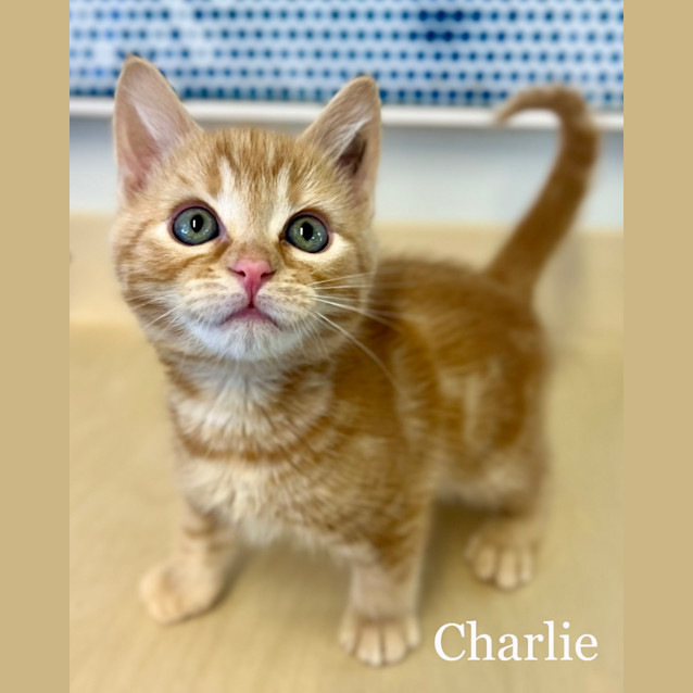 Photo of Charlie