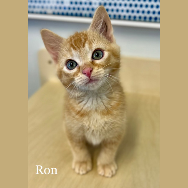 Photo of Ron