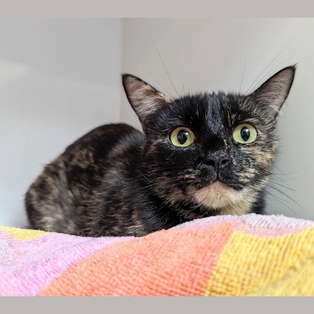 Photo of Pebbles