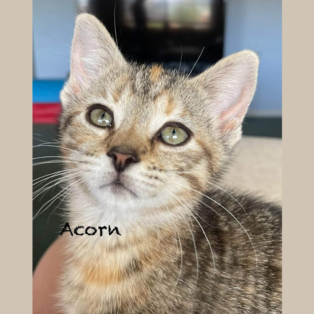 Photo of Acorn