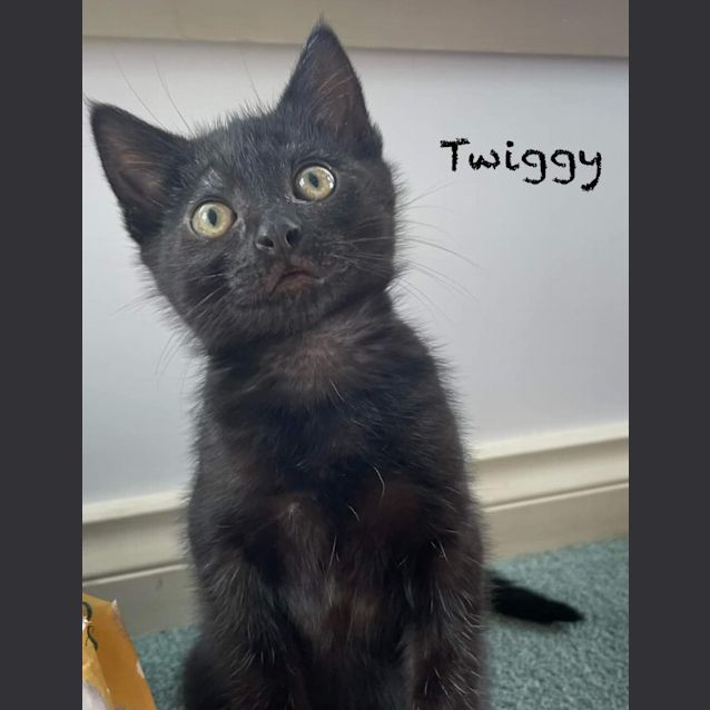 Photo of Twiggy