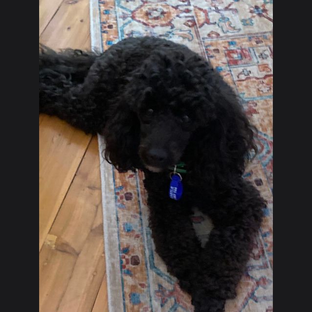 Photo of Peggy   1 Year Old Toy Poodle (Hold)