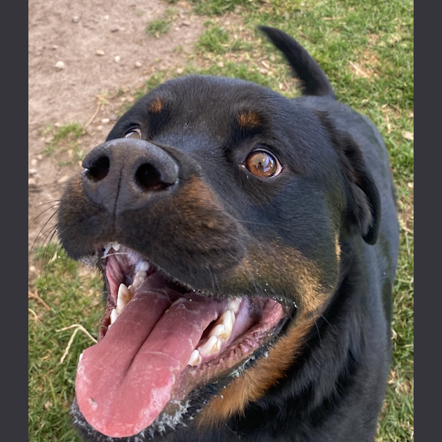 Photo of Crabby Patty (Adoption Pending)