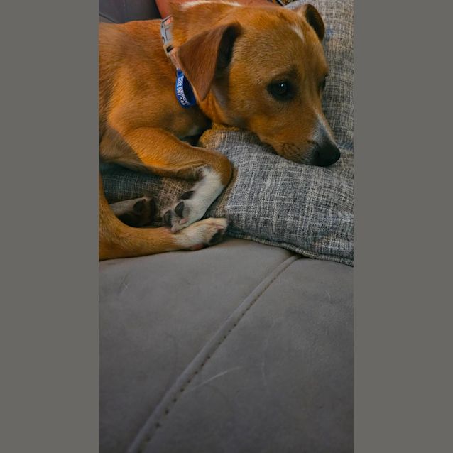 Pat 1 Year Old Jack Russell Terrier X (Trial) Small Male Jack