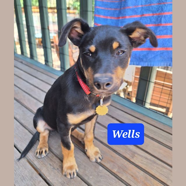 Photo of Wells