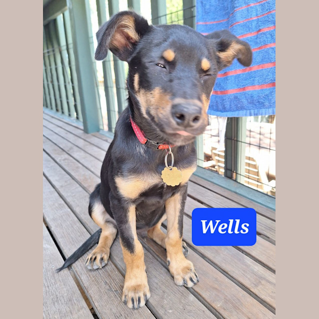 Photo of Wells