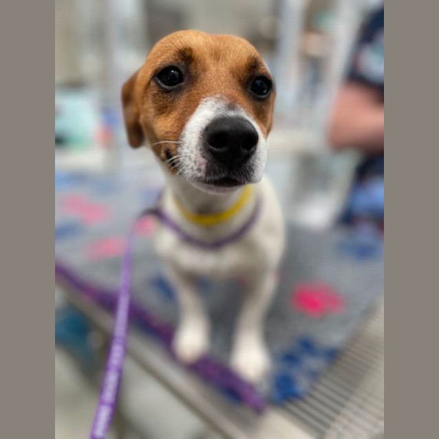 Photo of Millie