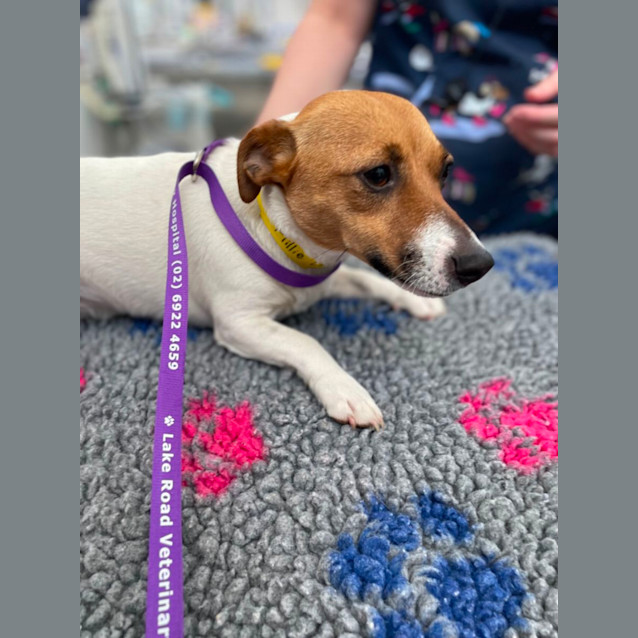 Photo of Millie