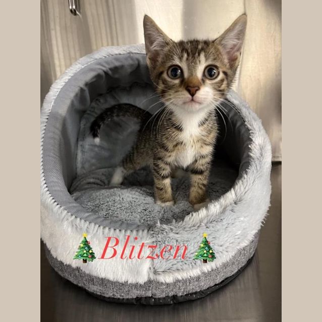 Photo of Blitzen