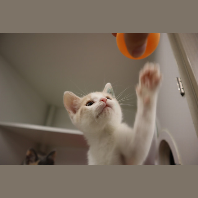 Photo of Popcorn