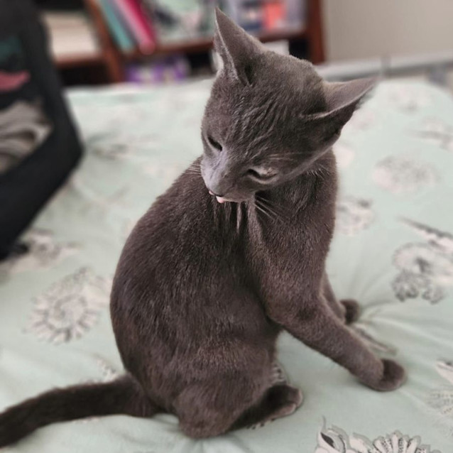 Photo of Queen Ramonda