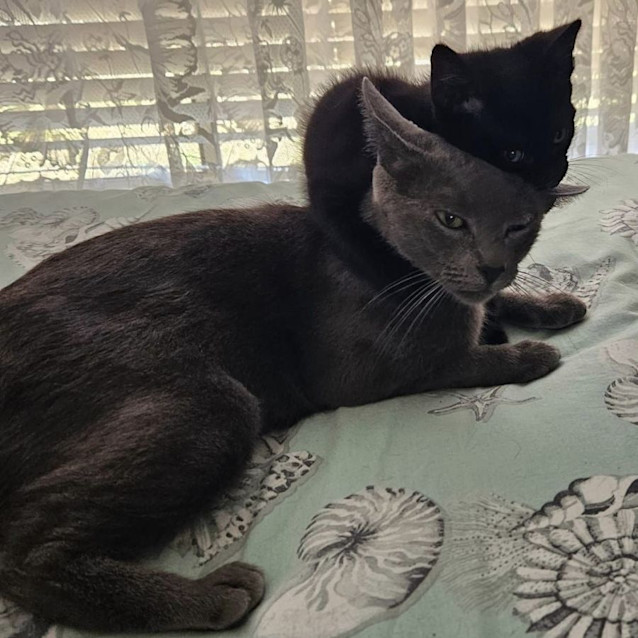 Photo of Queen Ramonda