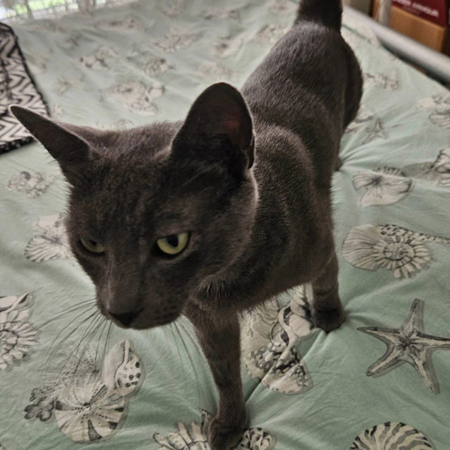 Photo of Queen Ramonda