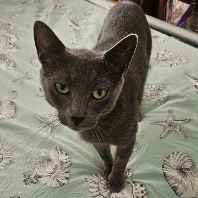 Photo of Queen Ramonda