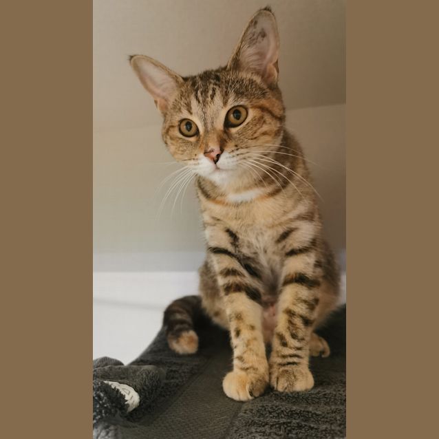 Photo of Kite