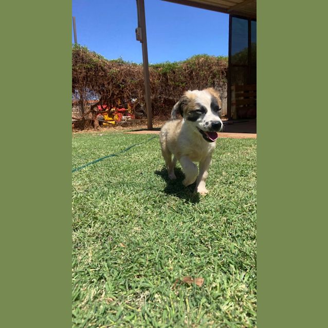Photo of Rocky