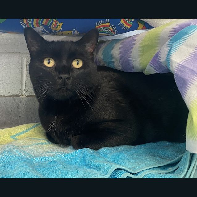 Photo of Loki