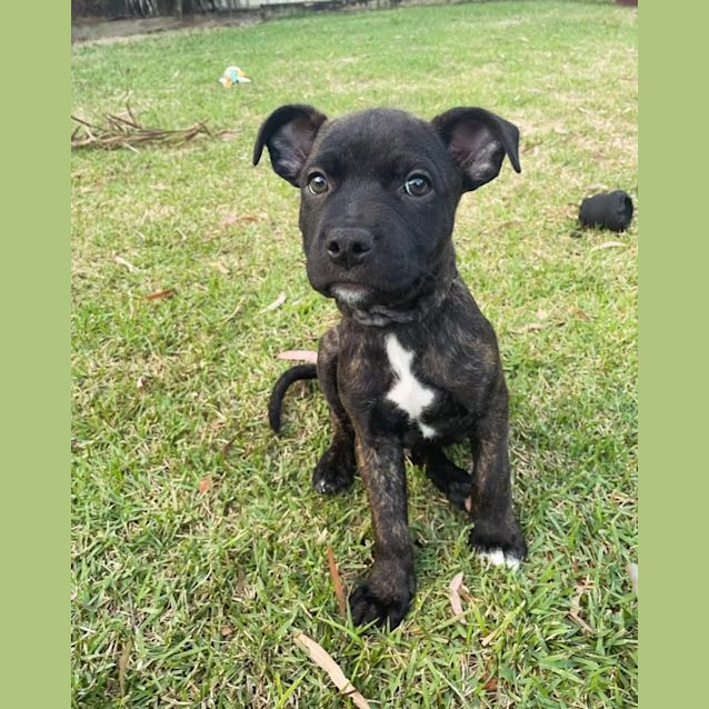 Photo of Diesel