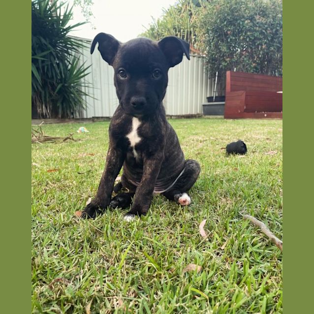 Photo of Diesel