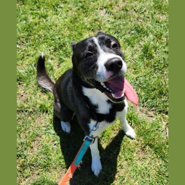 Photo of Rosco (61517)