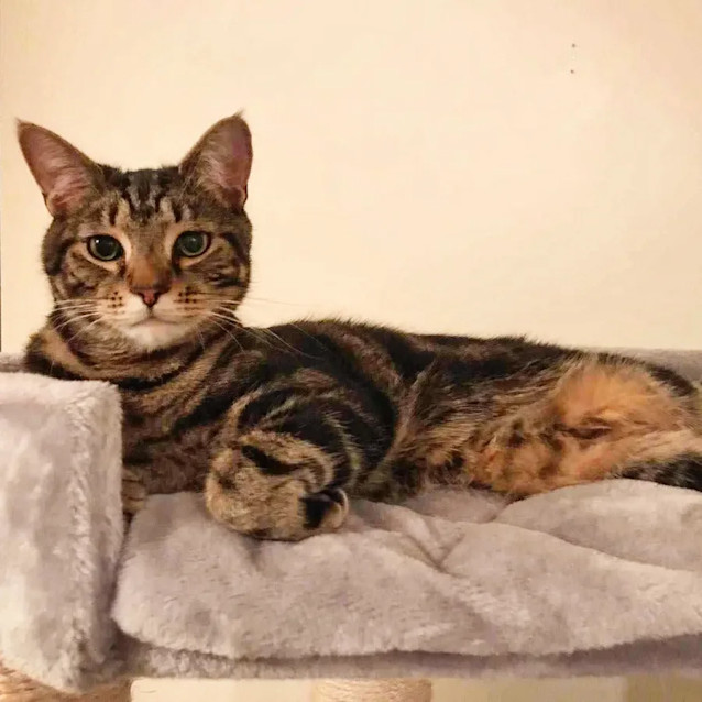 Photo of Eeyore (Located In Bentleigh East)