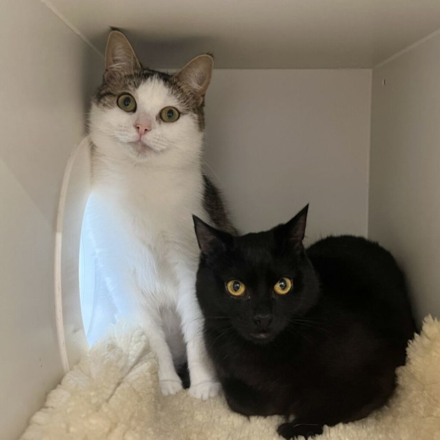 Photo of Violet And Indigo