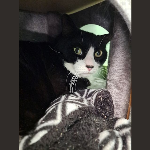 Photo of Sox