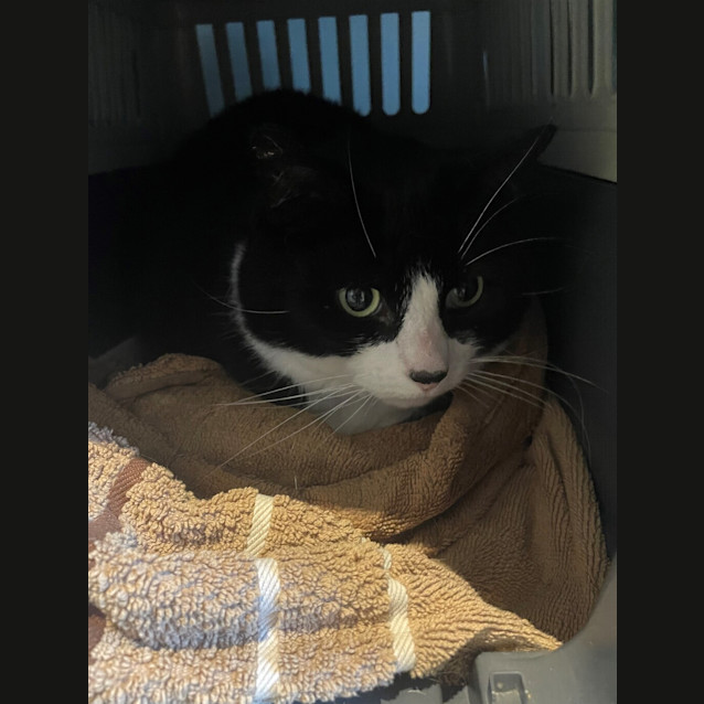 Photo of Sox