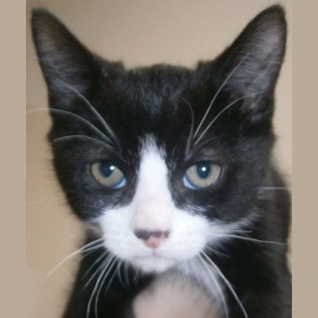 Photo of Sox