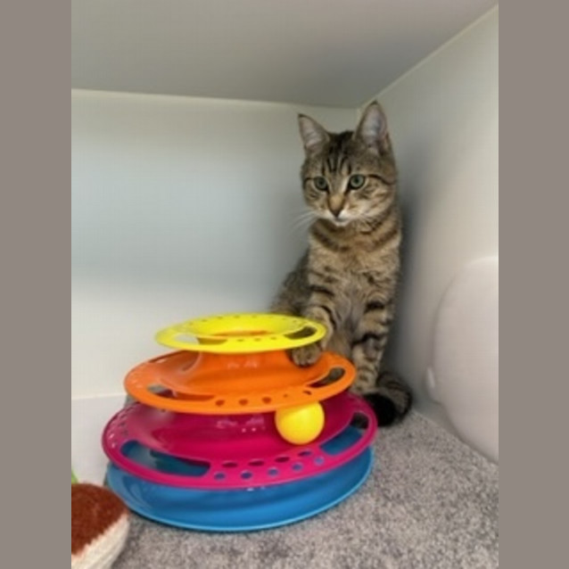 Photo of Ziggy