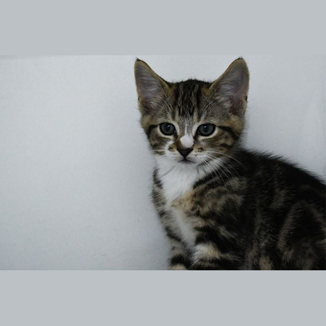Photo of Archer 11097