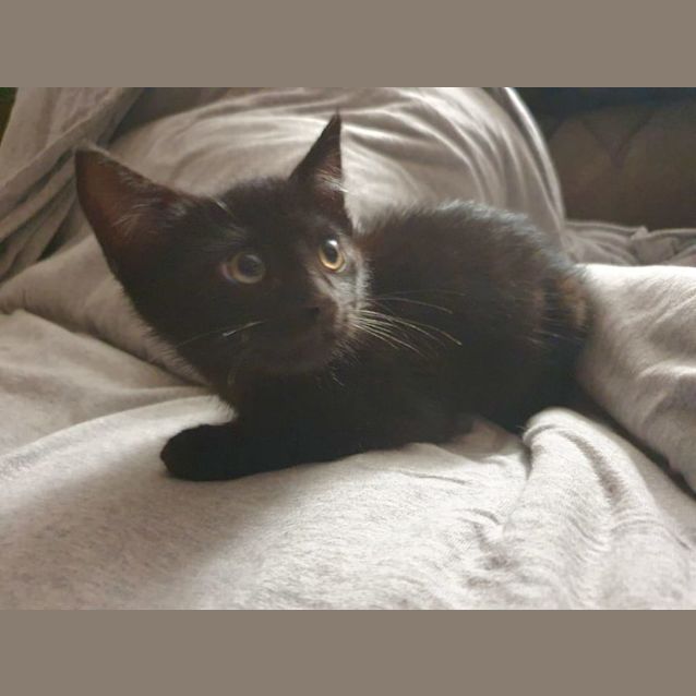 Photo of Toby