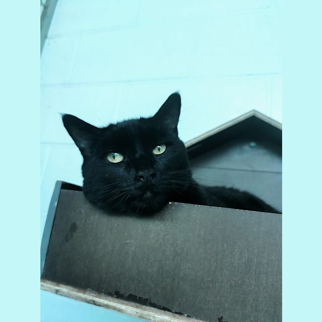 Photo of Loki