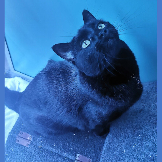 Photo of Loki
