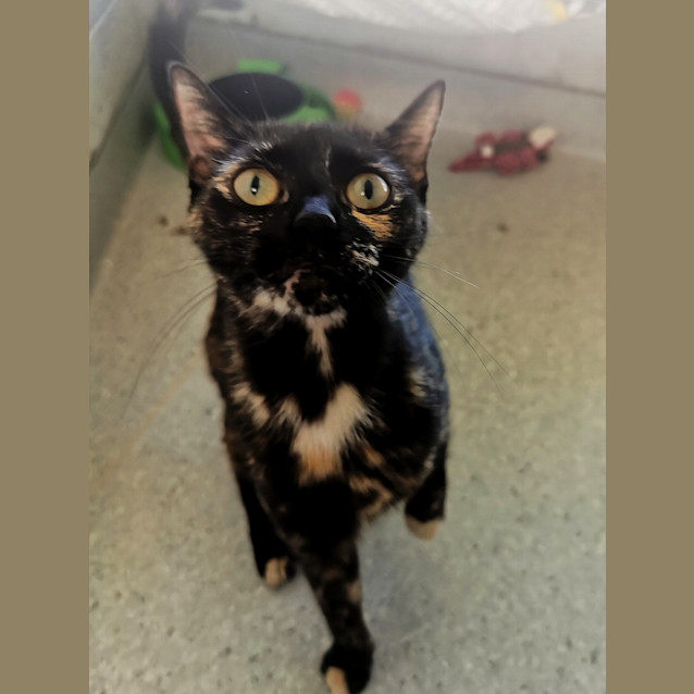 Photo of Olive