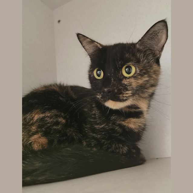 Photo of Pebbles