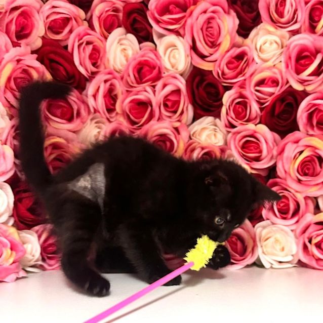 Photo of Paris   Located In Preston