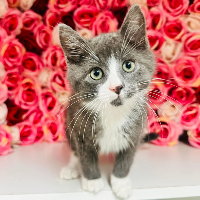 Photo of Harris   Located In Preston