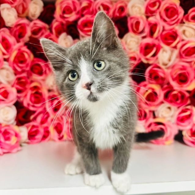 Photo of Harris   Located In Preston