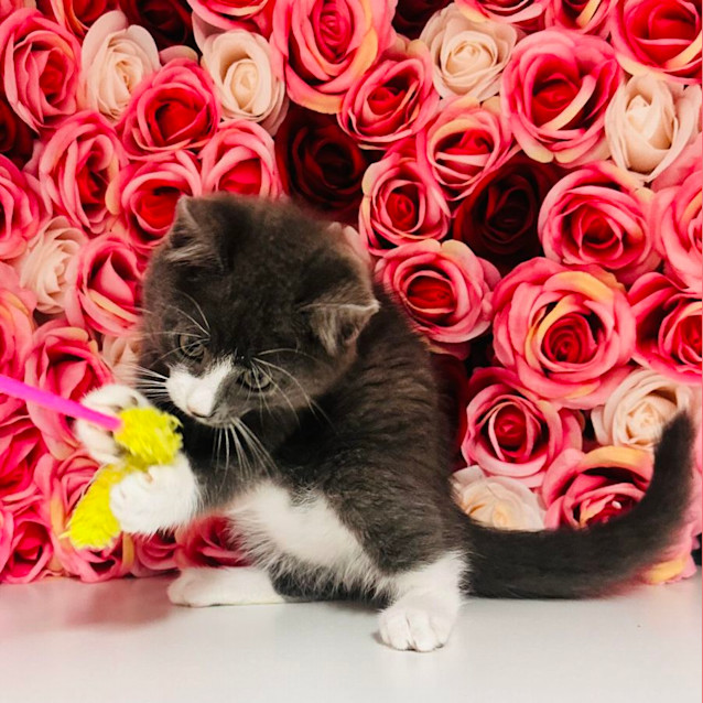 Photo of Harris   Located In Preston