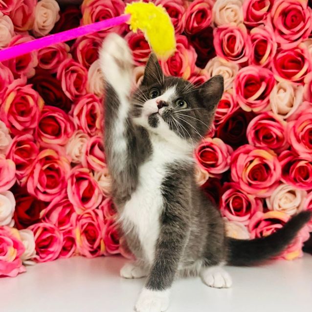 Photo of Harris   Located In Preston