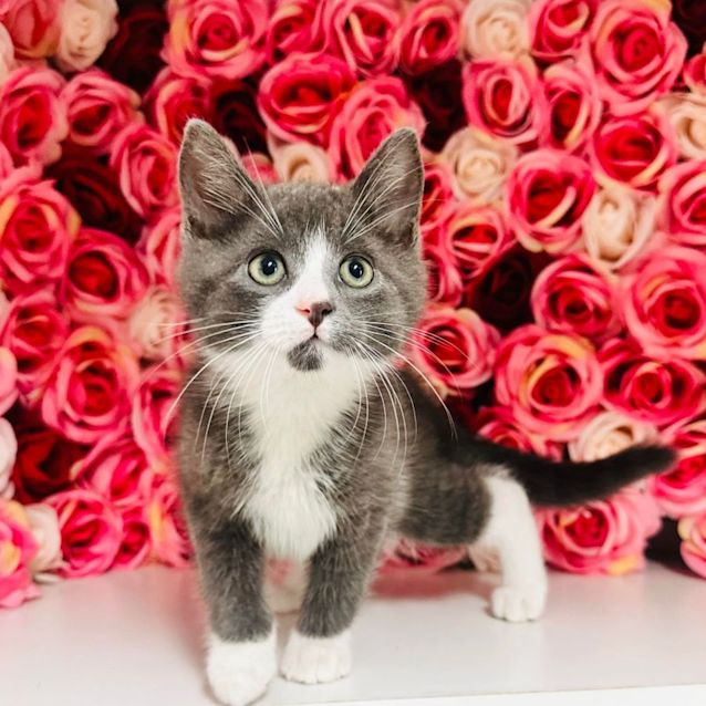 Photo of Harris   Located In Preston