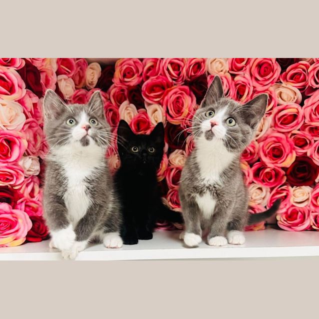 Photo of Harris   Located In Preston