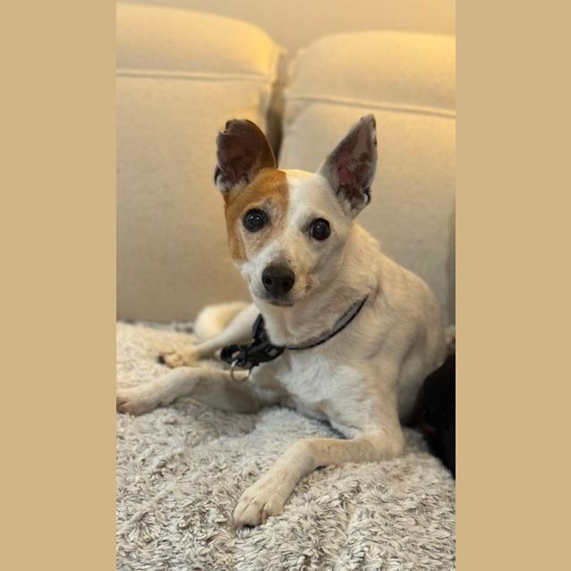 Photo of Rocki 