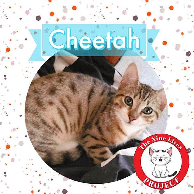 Photo of Cheetah *9 Lives Project Rescue*