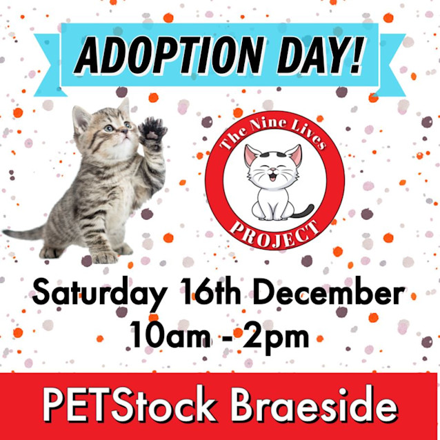 Photo of Cheetah *9 Lives Project Rescue*