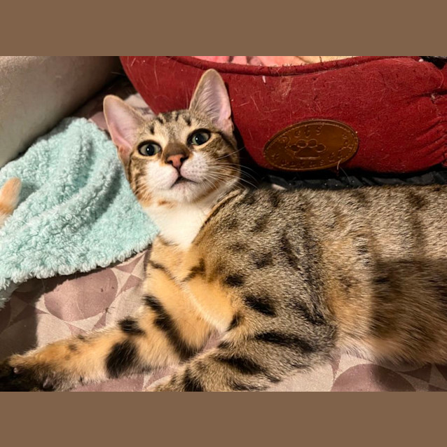 Photo of Cheetah *9 Lives Project Rescue*